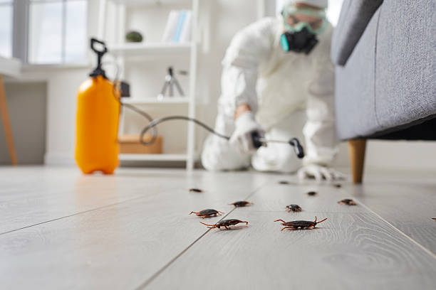 Post-Treatment Bed Bug Interceptor Monitoring in Dellwood
